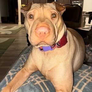 Meet your Posher, Brandy